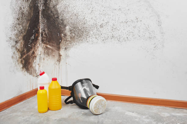 Trusted Ocilla, GA Mold Removal Experts