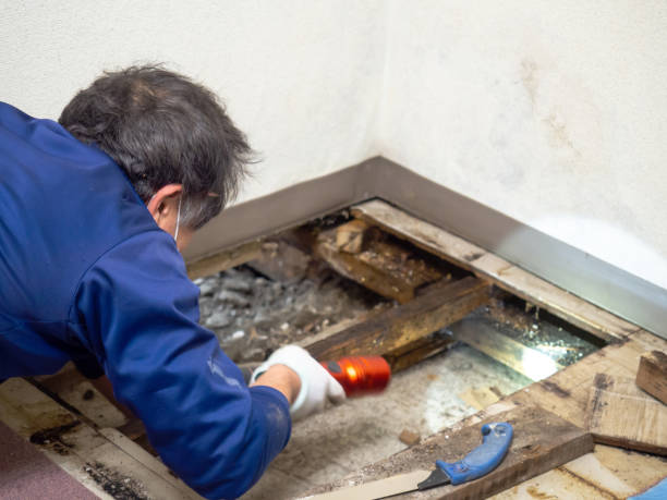 Best Commercial Mold Removal  in Ocilla, GA
