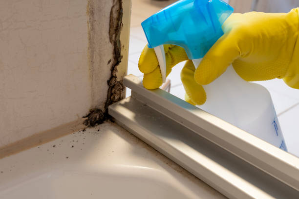 Crawl Space Mold Removal in Ocilla, GA