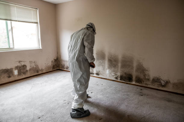 Best Same-Day Mold Removal  in Ocilla, GA