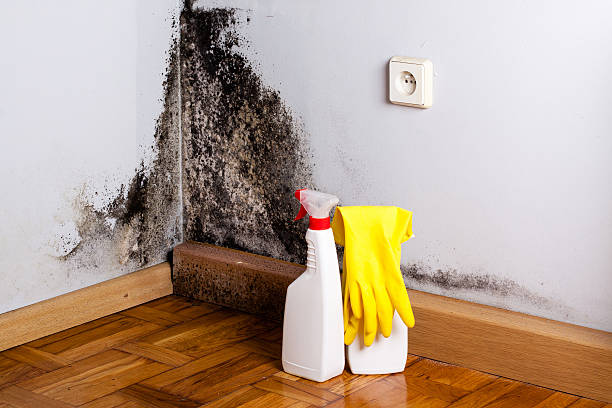 Best Professional Mold Removal  in Ocilla, GA