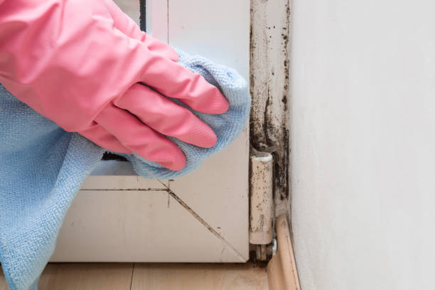 Best Fast Mold Removal  in Ocilla, GA